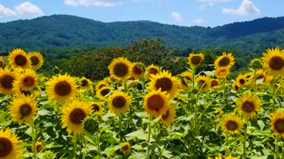 Sunflowers at Peaks of Otter Winery